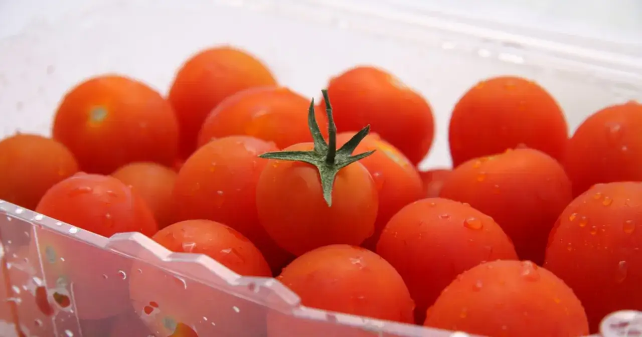 Soczyste pomidorki koktajlowe w plastikowym pojemniku, z kroplami wody. Dowiedz się, jak przechowywać pomidory, by zachowały świeżość.